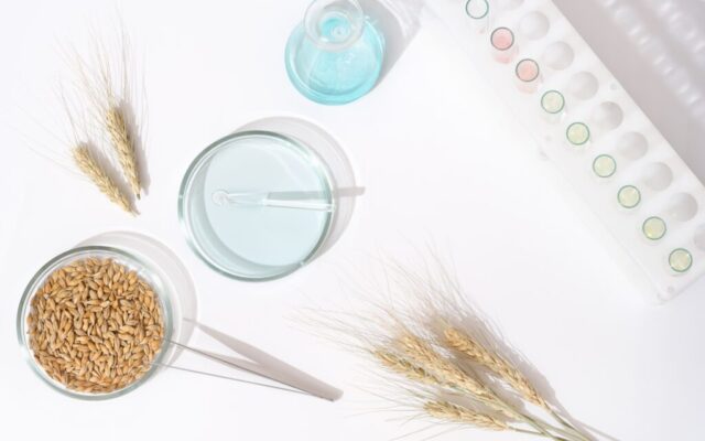 Barley grain and barley ears on a laboratory table. testing of grain quality and pesticides trace